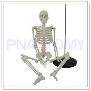 PNT-0106 Plástico artificial 200 ossos de esqueleto humano adulto modelo 85cm